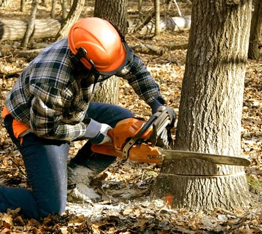 Tree Removal in Baxter Springs, KS